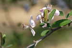 Southern crabapple